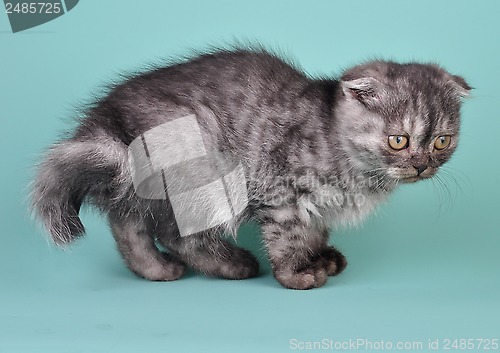 Image of Scottish fold  kitten with crooked tail