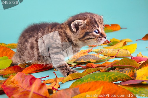 Image of  kitten in autumn leaves