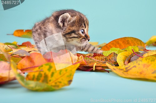 Image of small 20 days old  kitten in autumn leaves