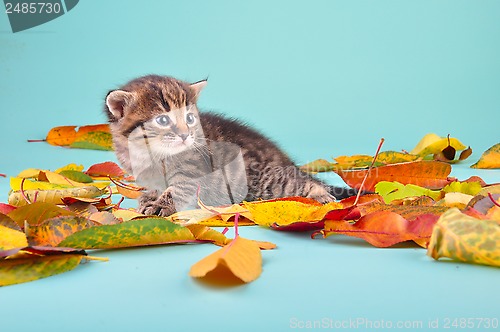 Image of small 20 days old  kitten in autumn leaves