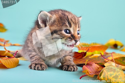 Image of little kitten in autumn leaves