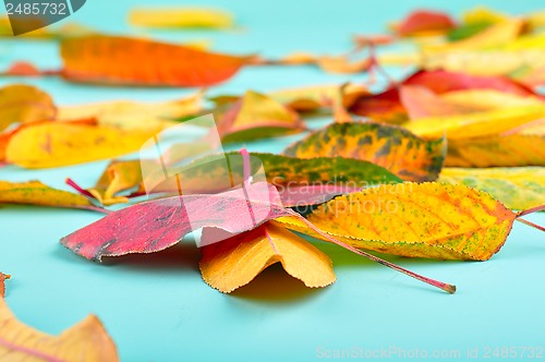 Image of autumn leaves