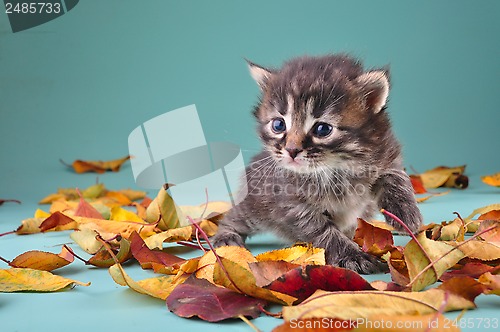 Image of small 20 days old  kitten in autumn leaves