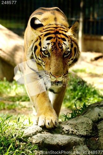 Image of Panthera Tigris