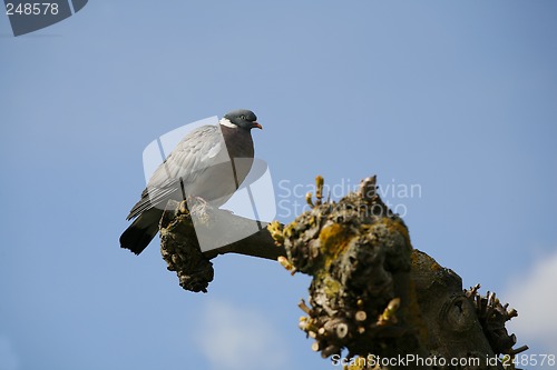 Image of Pigeon