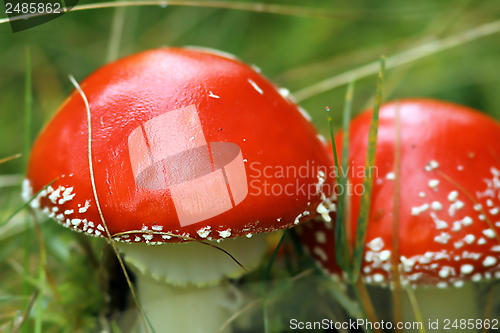 Image of fly agaric closeup