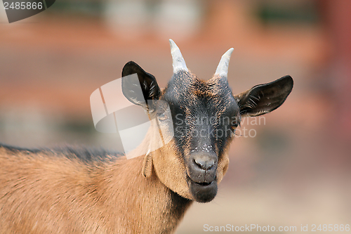 Image of funnt brown goat portrait