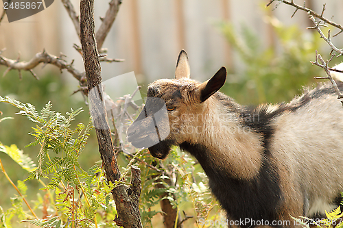 Image of gray goat eating bark