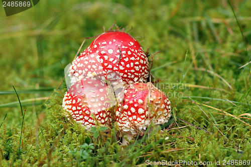 Image of group of red fly agaric