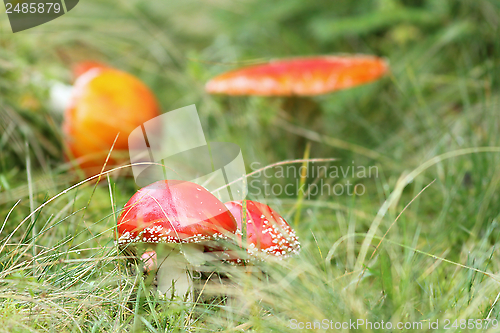 Image of group of red fly agaric