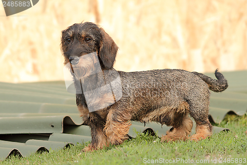 Image of hunting dog in the backyard