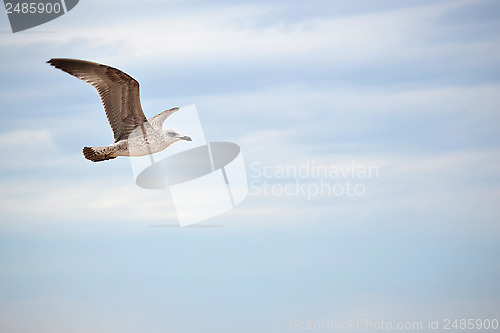 Image of The seagull flies against the blue sky
