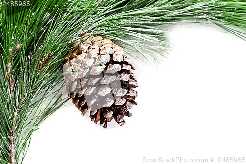 Image of fir tree branch with pinecone