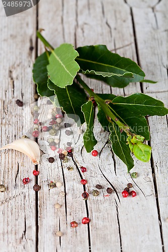 Image of twig of fresh laurel and peppercorns 