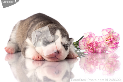 Image of newborn puppy