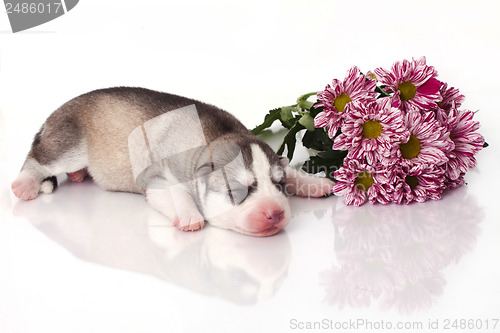 Image of newborn puppy