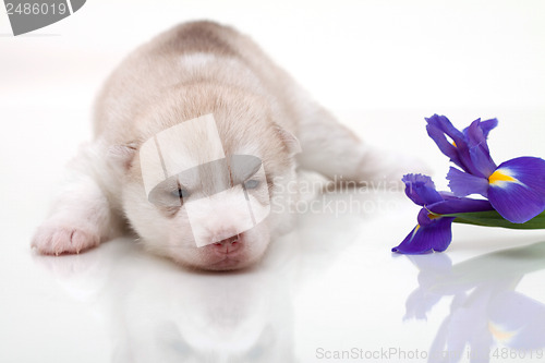 Image of newborn puppy