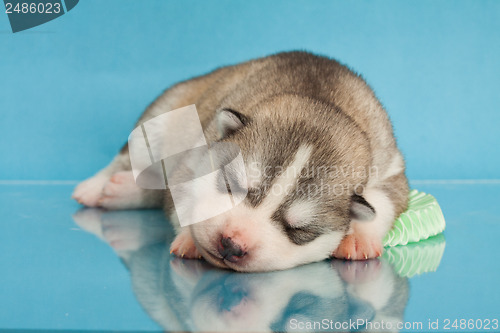 Image of newborn puppy