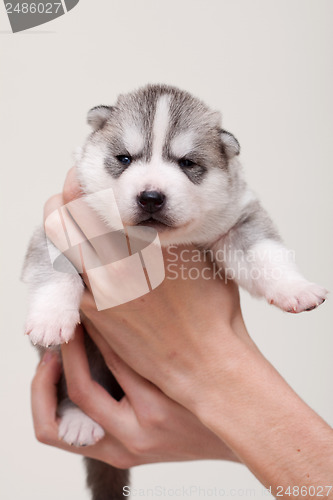 Image of newborn puppy