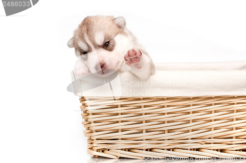 Image of newborn puppy