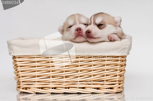 Image of newborn puppy