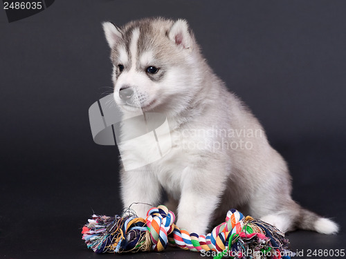 Image of newborn puppy