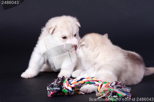 Image of newborn puppy