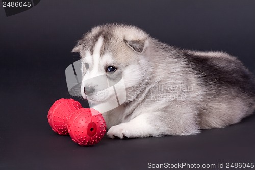 Image of newborn puppy