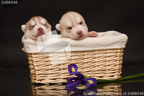 Image of newborn puppy