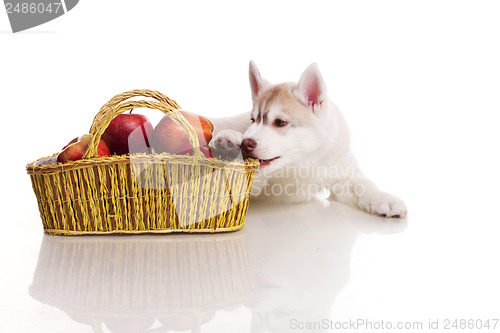 Image of newborn puppy