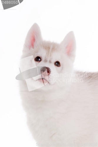 Image of siberian husky