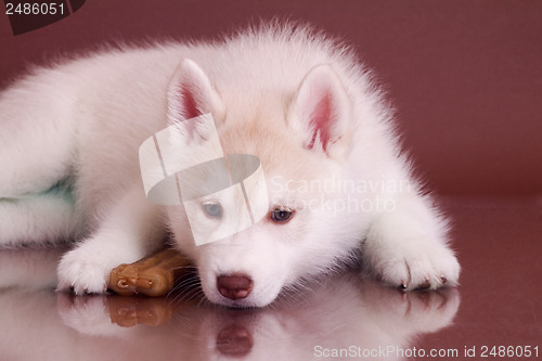 Image of newborn puppy