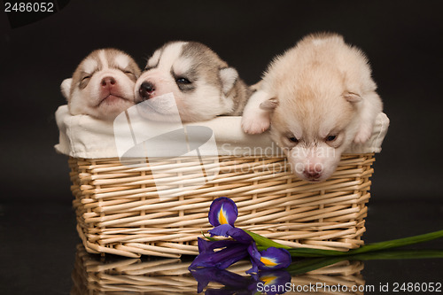 Image of newborn puppy