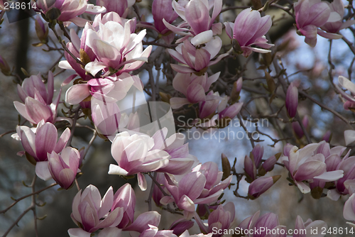 Image of Cherry Blossoms