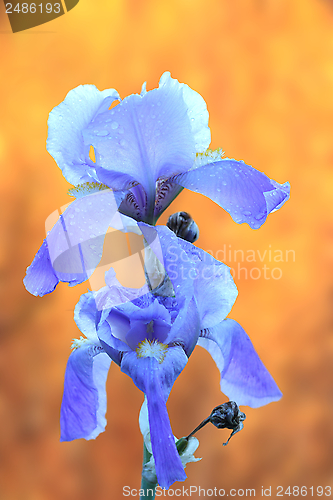 Image of iris germanica over autumn background