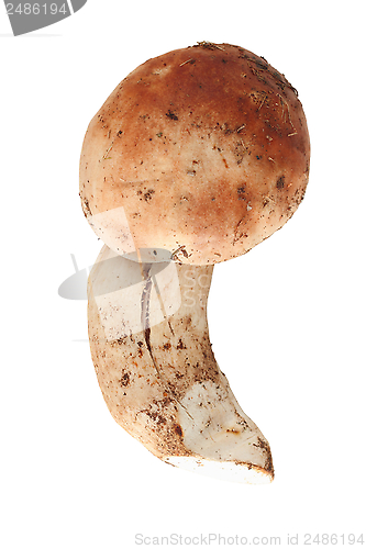 Image of isolated penny mushroom