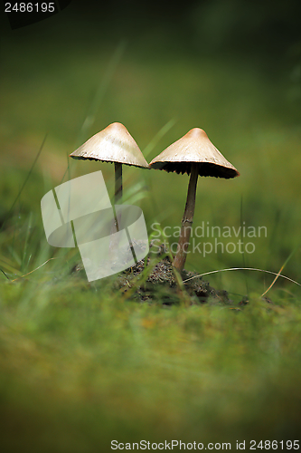 Image of mushrooms growing in moss
