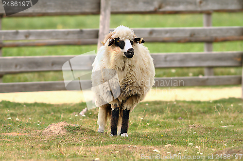Image of old sheep standing on farm yard