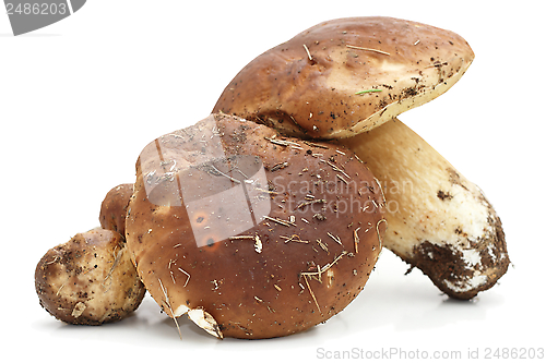 Image of porcini agaric on white background