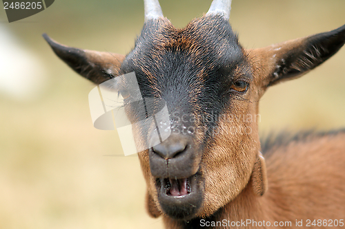 Image of portrait of a brown goat