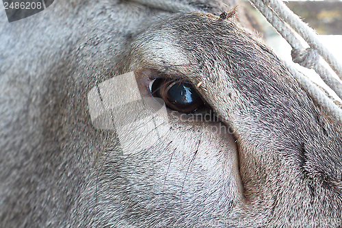 Image of red deer eye