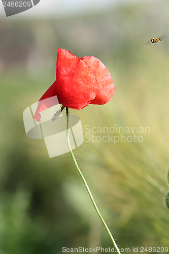 Image of red poppy and a bee