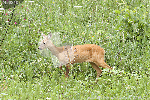 Image of roe deer doe walking