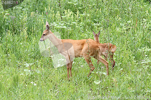 Image of roe deers in big grass