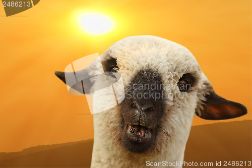 Image of sheep portrait at sunset