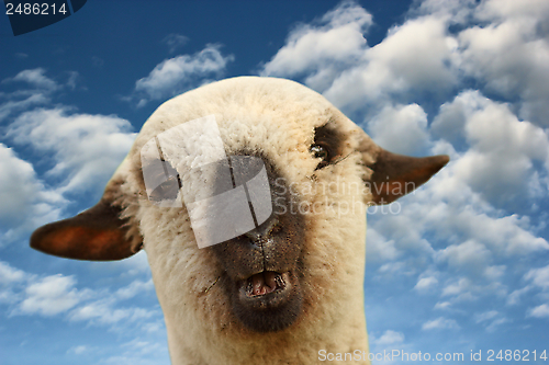 Image of sheep portrait at sunset
