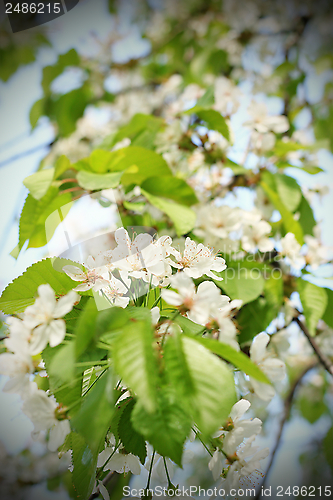 Image of spring white cherry flowers on tree