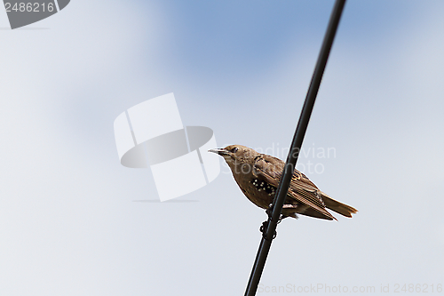 Image of starling standing on electric wire