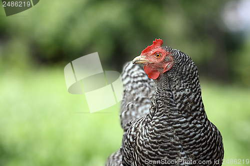 Image of striped hen over green background
