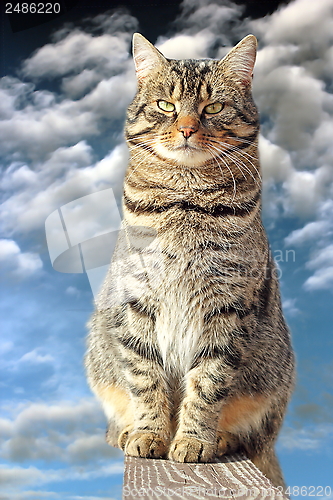 Image of striped lazy cat on the fence